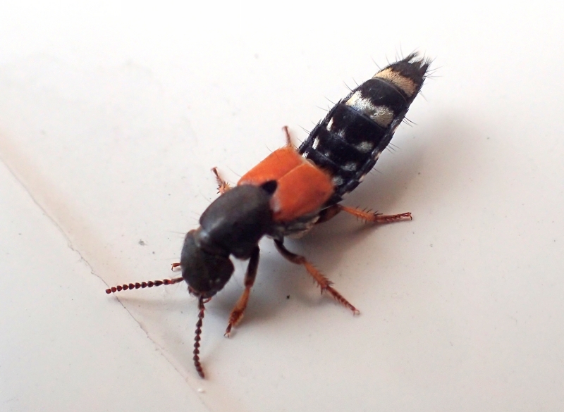 Staphylinidae: Platydracus stercorarius